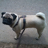 Feltmann - Mopsgeschirr Reflex