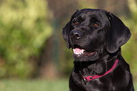 Bellepet Biothane-Halsband mit Zugstop - Messing