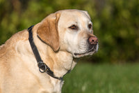 Bellepet Biothane-Halsband extra breit mit Zugstop - Messing