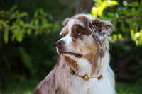 Bellepet Bernsteinkette "Resi"