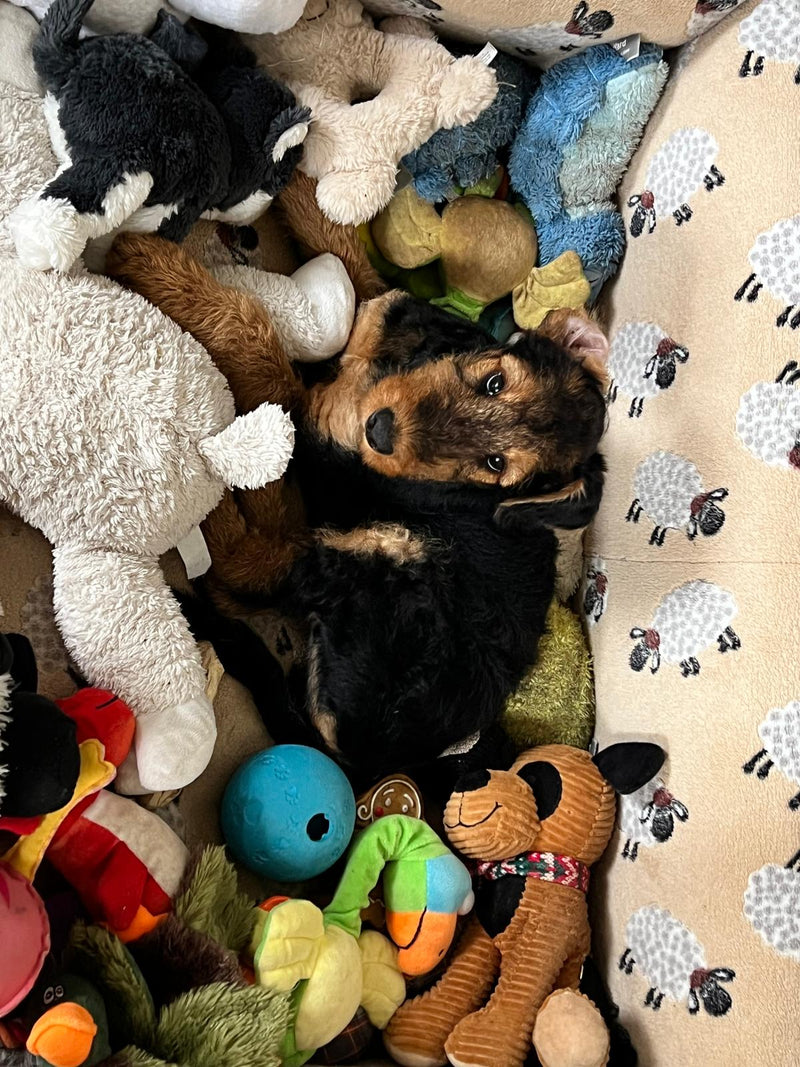 Hundespielzeug: Spiel, Spaß & Beschäftigung
