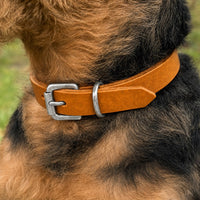 Hund mit drahtigem schwarz-braunem Fell trägt Halsband Pure Basic in Cognac mit Schnalle in Chrom