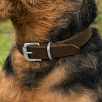 Hund mit drahtigem schwarz-braunem Fell trägt Halsband Pure Basic in Dunkelbraun mit Schnalle in Chrom