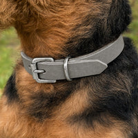 Hund mit drahtigem schwarz-braunem Fell trägt Halsband Pure Basic in Grau mit Schnalle in Chrom