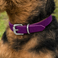 Hund mit drahtigem schwarz-braunem Fell trägt Halsband Pure Basic in Lila mit Schnalle in Chrom