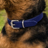 Hund mit drahtigem schwarz-braunem Fell trägt Halsband Pure Basic in Dunkelblau mit Schnalle in Chrom