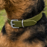 Hund mit drahtigem schwarz-braunem Fell trägt Halsband Pure Basic in Olivgrün mit Schnalle in Chrom