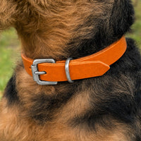 Hund mit drahtigem schwarz-braunem Fell trägt Halsband Pure Basic in Orange mit Schnalle in Chrom