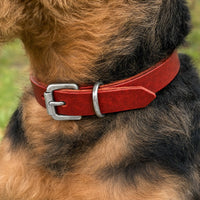Hund mit drahtigem schwarz-braunem Fell trägt Halsband Pure Basic in Rot mit Schnalle in Chrom