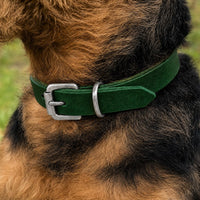 Hund mit drahtigem schwarz-braunem Fell trägt Halsband Pure Basic in Grün mit Schnalle in Chrom