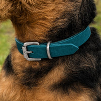 Hund mit drahtigem schwarz-braunem Fell trägt Halsband Pure Basic in Petrol mit Schnalle in Chrom