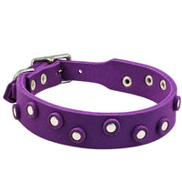 Fettleder-Halsband Pure Dots in Lila mit runden Nieten, Ösen und Schnalle in Chrom