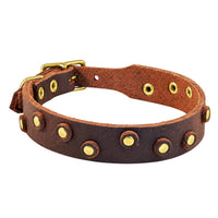 Fettleder-Halsband Pure Dots in Dunkelbraun mit runden Nieten, Ösen und Schnalle in Messing