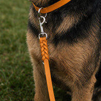 Hund mit Fettleder-Verlängerungsleine in Cognac, geflochtenes Ende mit Karabiner am Halsband in gleicher Farbe