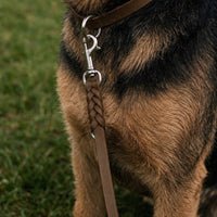 Hund mit Fettleder-Verlängerungsleine in Dunkelbraun, geflochtenes Ende mit Karabiner am Halsband in gleicher Farbe