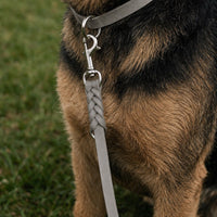 Hund mit Fettleder-Verlängerungsleine in Grau, geflochtenes Ende mit Karabiner am Halsband in gleicher Farbe