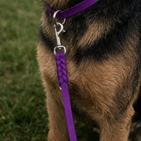 Hund mit Fettleder-Verlängerungsleine in Lila, geflochtenes Ende mit Karabiner am Halsband in gleicher Farbe