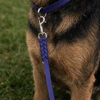Hund mit Fettleder-Verlängerungsleine in Blau, geflochtenes Ende mit Karabiner am Halsband in gleicher Farbe