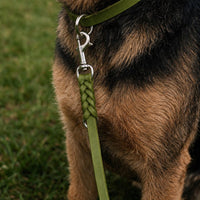 Hund mit Fettleder-Verlängerungsleine in Oliv, geflochtenes Ende mit Karabiner am Halsband in gleicher Farbe