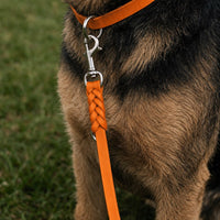 Hund mit Fettleder-Verlängerungsleine in Orange, geflochtenes Ende mit Karabiner am Halsband in gleicher Farbe