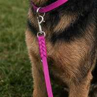 Hund mit Fettleder-Verlängerungsleine in Pink, geflochtenes Ende mit Karabiner am Halsband in gleicher Farbe