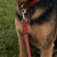 Hund mit Fettleder-Verlängerungsleine in Rot, geflochtenes Ende mit Karabiner am Halsband in gleicher Farbe