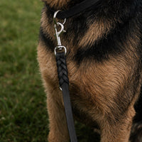 Hund mit Fettleder-Verlängerungsleine in Schwarz, geflochtenes Ende mit Karabiner am Halsband in gleicher Farbe