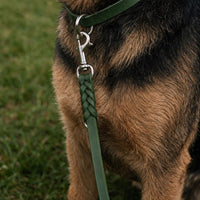 Hund mit Fettleder-Verlängerungsleine in Tannengrün, geflochtenes Ende mit Karabiner am Halsband in gleicher Farbe