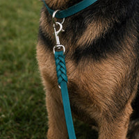 Hund mit Fettleder-Verlängerungsleine in Türkis, geflochtenes Ende mit Karabiner am Halsband in gleicher Farbe