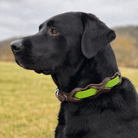 Schwarzer Labrador mit Halsband „Braidy Farbrausch“ in Apfelgrün und braunem Leder vor unscharfer Wiese