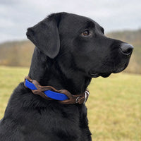 Schwarzer Labrador mit Halsband „Braidy Farbrausch“ in Blau und braunem Leder vor unscharfer Wiese