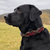 Schwarzer Labrador mit Halsband „Braidy Farbrausch“ in Bordeaux und braunem Leder vor unscharfer Wiese