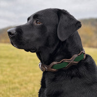 Schwarzer Labrador mit Halsband „Braidy Farbrausch“ in Dunkelgrün und braunem Leder vor unscharfer Wiese