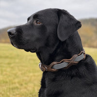 Schwarzer Labrador mit Halsband „Braidy Farbrausch“ in Grau und braunem Leder vor unscharfer Wiese
