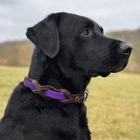 Schwarzer Labrador mit Halsband „Braidy Farbrausch“ in Lila und braunem Leder vor unscharfer Wiese