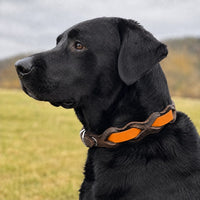 Schwarzer Labrador mit Halsband „Braidy Farbrausch“ in Mandarine und braunem Leder vor unscharfer Wiese