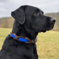 Schwarzer Labrador mit Halsband „Braidy Farbrausch“ in Mittelblau und braunem Leder vor unscharfer Wiese