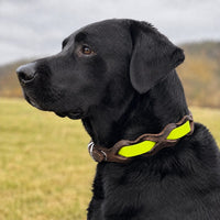 Schwarzer Labrador mit Halsband „Braidy Farbrausch“ in Neon-gelb und braunem Leder vor unscharfer Wiese
