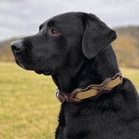 Schwarzer Labrador mit Halsband „Braidy Farbrausch“ in Tan und braunem Leder vor unscharfer Wiese