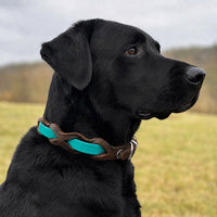 Schwarzer Labrador mit Halsband „Braidy Farbrausch“ in Türkis und braunem Leder vor unscharfer Wiese