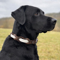Schwarzer Labrador mit Halsband „Braidy Farbrausch“ in Weiß und braunem Leder vor unscharfer Wiese