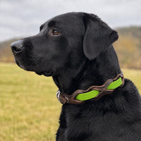 Schwarzer Labrador mit Halsband „Braidy Farbrausch“ in Apfelgrün und braunem Leder vor unscharfer Wiese