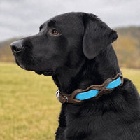 Schwarzer Labrador mit Halsband „Braidy Farbrausch“ in Azur und braunem Leder vor unscharfer Wiese
