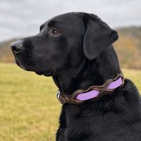 Schwarzer Labrador mit Halsband „Braidy Farbrausch“ in Flieder und braunem Leder vor unscharfer Wiese