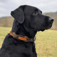 Schwarzer Labrador mit Halsband „Braidy Farbrausch“ in Hellbraun und braunem Leder vor unscharfer Wiese