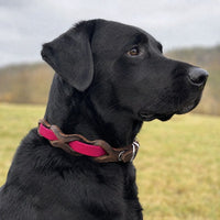 Schwarzer Labrador mit Halsband „Braidy Farbrausch“ in Himbeer und braunem Leder vor unscharfer Wiese