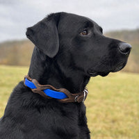 Schwarzer Labrador mit Halsband „Braidy Farbrausch“ in Mittelblau und braunem Leder vor unscharfer Wiese