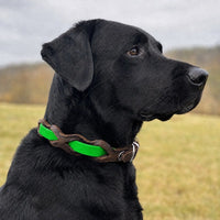 Schwarzer Labrador mit Halsband „Braidy Farbrausch“ in Neon-grün und braunem Leder vor unscharfer Wiese