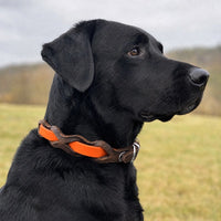 Schwarzer Labrador mit Halsband „Braidy Farbrausch“ in Neon-orange und braunem Leder vor unscharfer Wiese