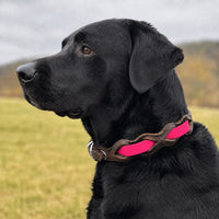 Schwarzer Labrador mit Halsband „Braidy Farbrausch“ in Neon-pink und braunem Leder vor unscharfer Wiese